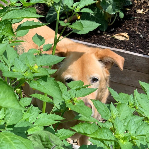 Meet your Posher, Susan - Picture 3 of 4